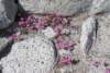 imgp0280_small.jpg