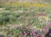 imgp0303_small.jpg