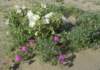 imgp0305_small.jpg