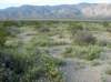 Dry Lake near Rock House Canyon, Anza-Borrego 3/14/2017