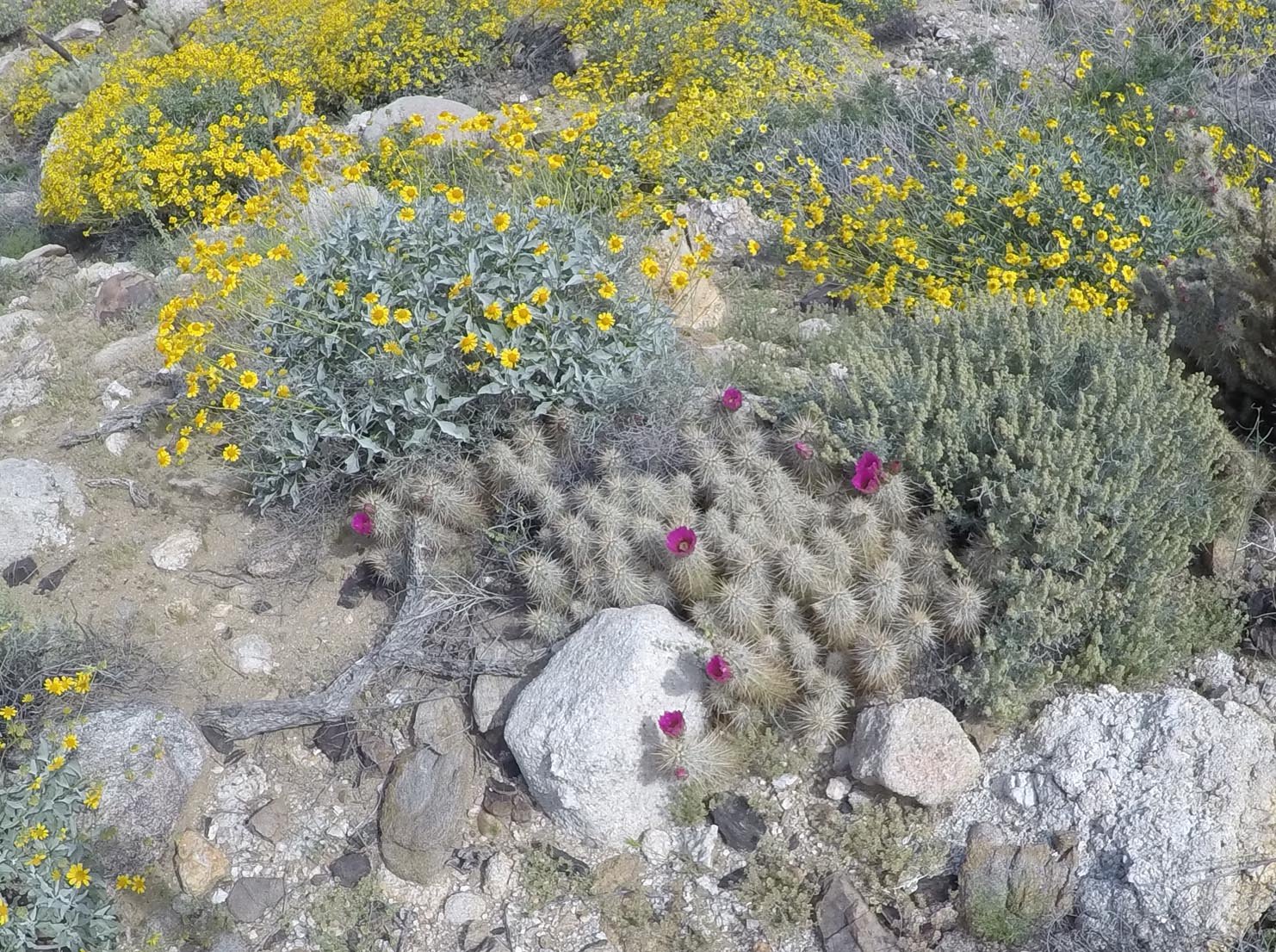 Hedghog cactus blooming all over Anza-Borrego Park 3/21/2017