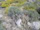 Hedghog cactus blooming all over Anza-Borrego Park 3/21/2017