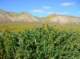 imgp5200_small.jpg