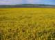 imgp5231_small.jpg
