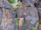 imgp4088_small.jpg