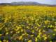 Desert gold north of Barstow 4/14/2010