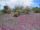 imgp4135_small.jpg