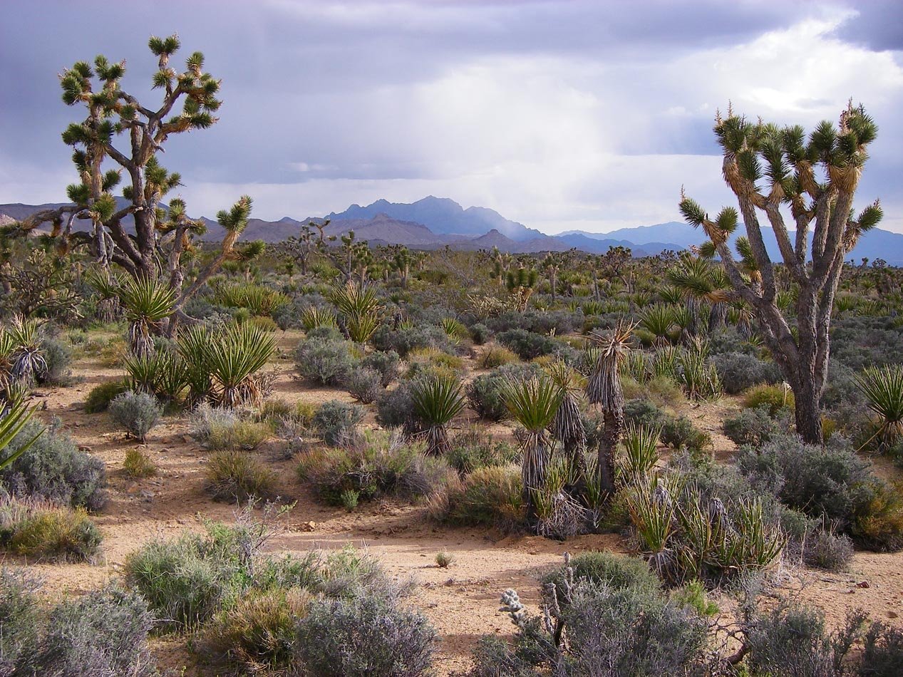 Rainy afternoon Mojave Desert scene south of Cima 4/21/2010