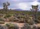 Rainy afternoon Mojave Desert scene south of Cima 4/21/2010