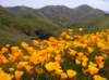 Estellel Mountain poppy bloom 3/29/2011