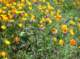 imgp0175_small.jpg