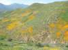 imgp0334_small.jpg