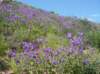 imgp0377_small.jpg