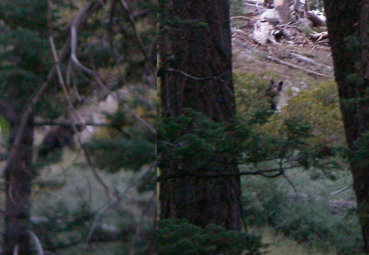 We saw a bear on the Vivain Creek Trail while hiking up Mt. Gorgonio 8/24/2011