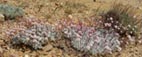 imgp0663_small.jpg