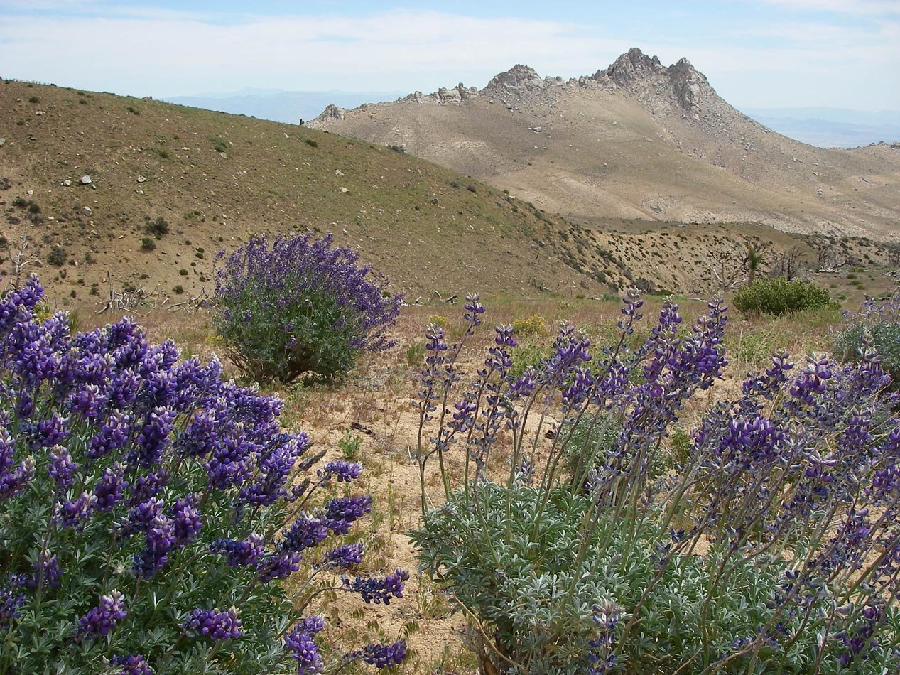 Grape soda lupine blooming in Indian Wells Canyon, Kern County 4/25/2017 