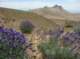 Grape soda lupine blooming in Indian Wells Canyon, Kern County 4/25/2017