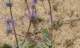imgp0687_small.jpg
