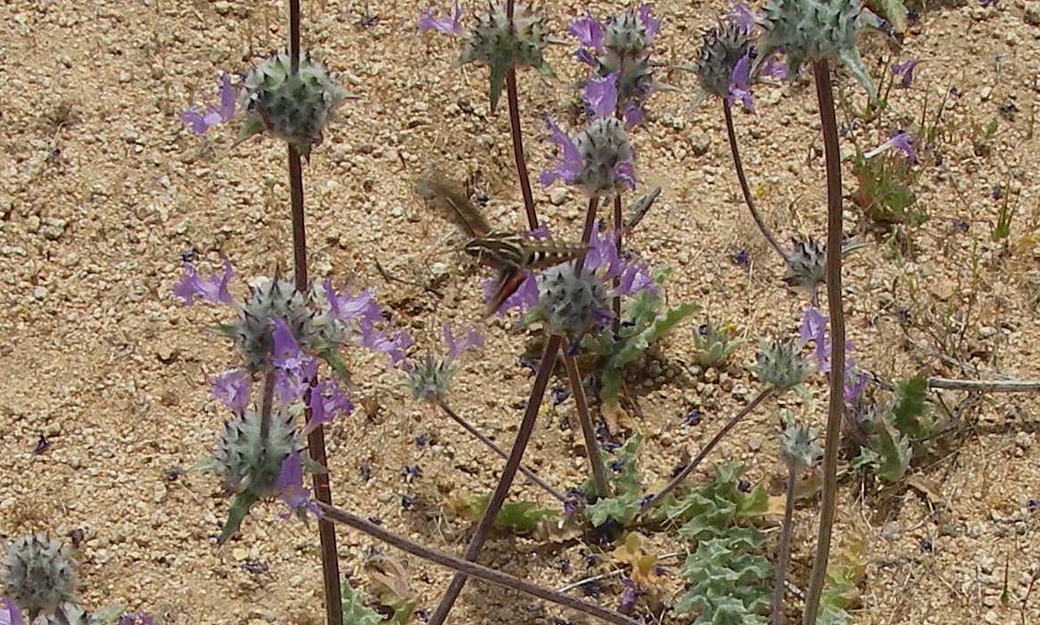imgp0689.jpg