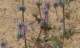 imgp0689_small.jpg