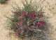 imgp0691_small.jpg