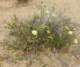 imgp0703_small.jpg
