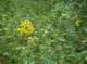 Flowers along the Mt. San Jacinto Marion Trail 7/10/2013