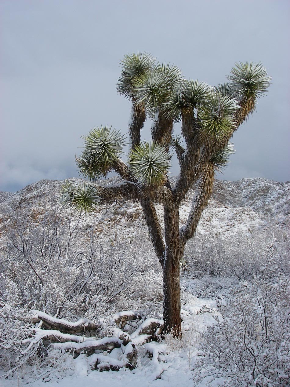 Snowy day in the pass between Morongo and Yucca valleys 2/20/2013 
