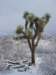 Snowy day in the pass between Morongo and Yucca valleys 2/20/2013