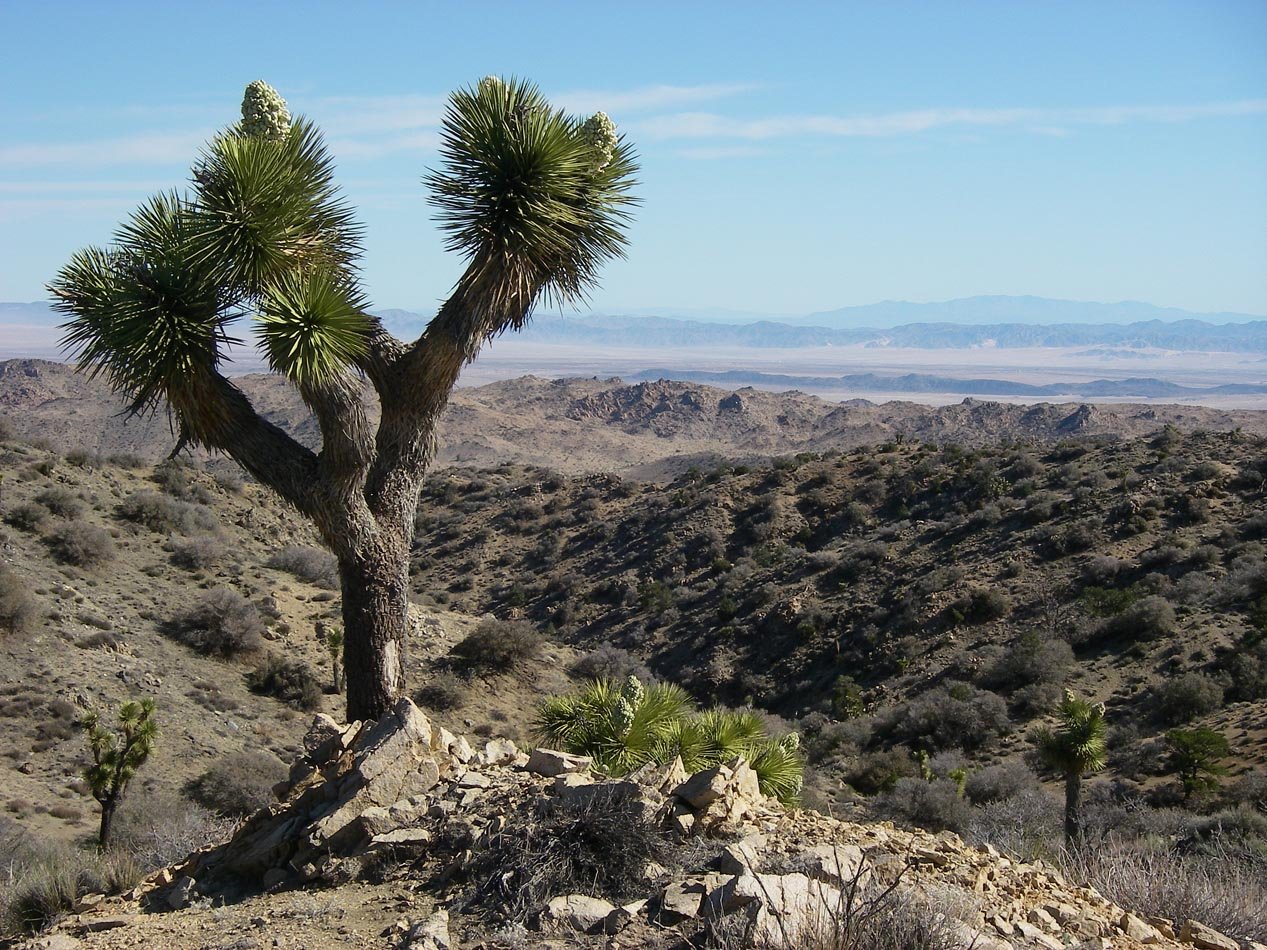 Looking north into the Mohave Desert from Eureka Peak, Joshua Tree Park 4/3/2013 
