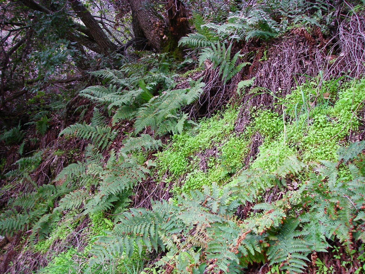 Fern garden along Indian Truck Trail 3/3/2010