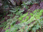Fern garden along Indian Truck Trail 3/3/2010