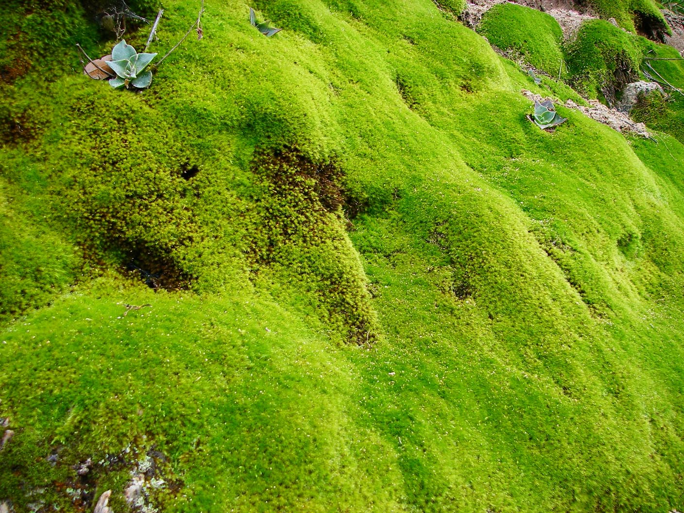 Moss and dudleya along Indian Truck Trail 3/3/2010