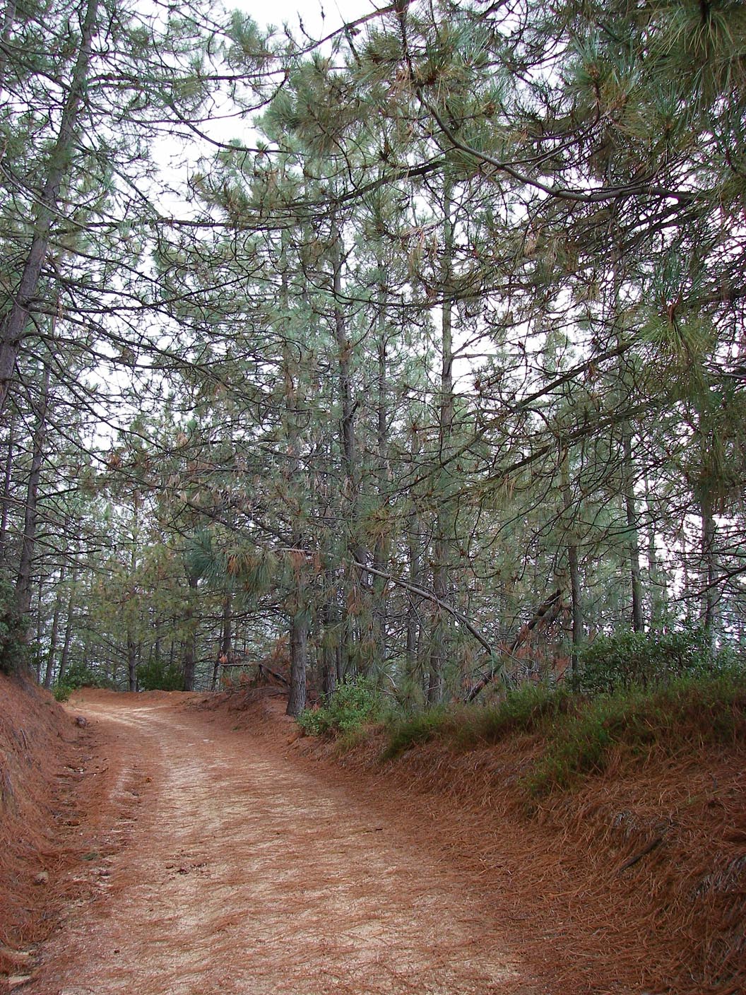 Coulter pine grove along Indian Truck Trail 3/3 2010