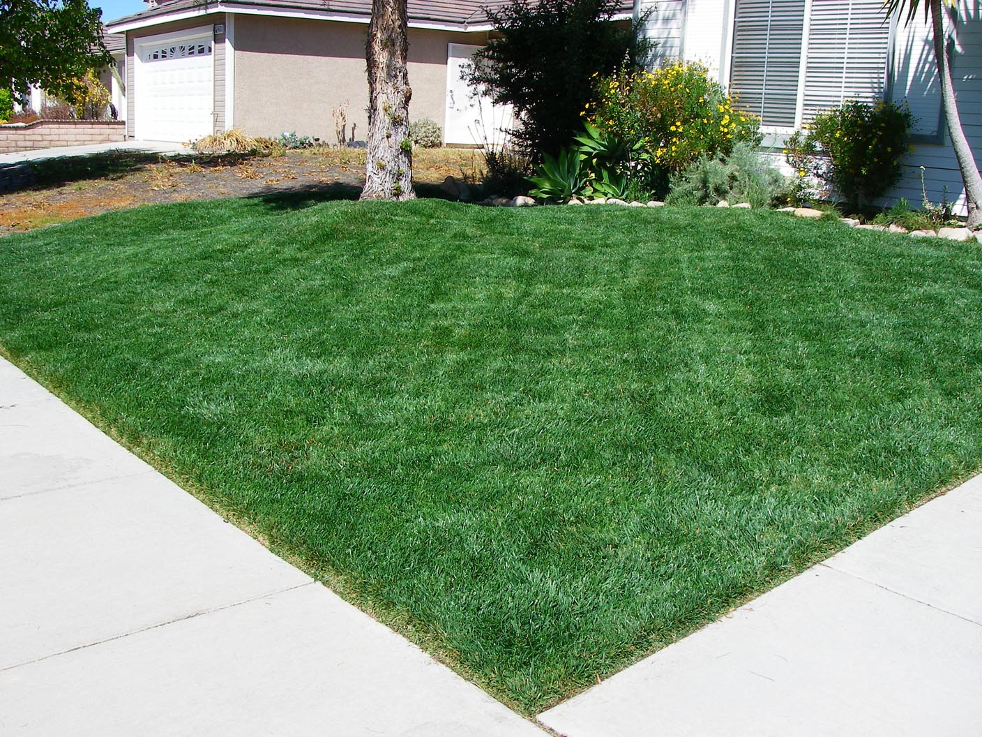 First lawn cut of spring is always the most beautiful 3/17/2010