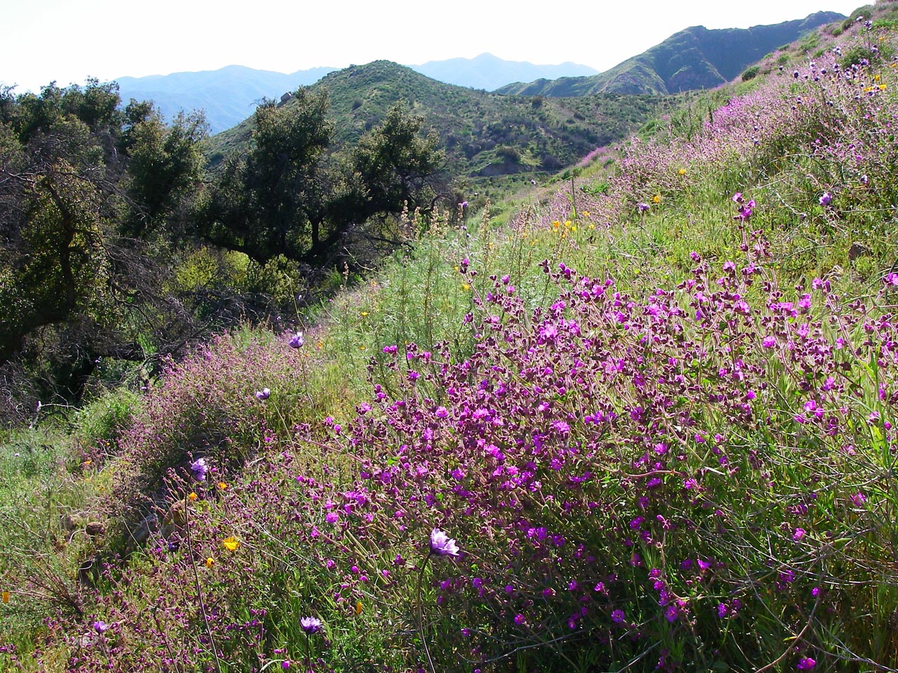 Purple flowers on hillsides of Mt. Estelle preserve 3/17/2010