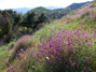 Purple flowers on hillsides of Mt. Estelle preserve 3/17/2010