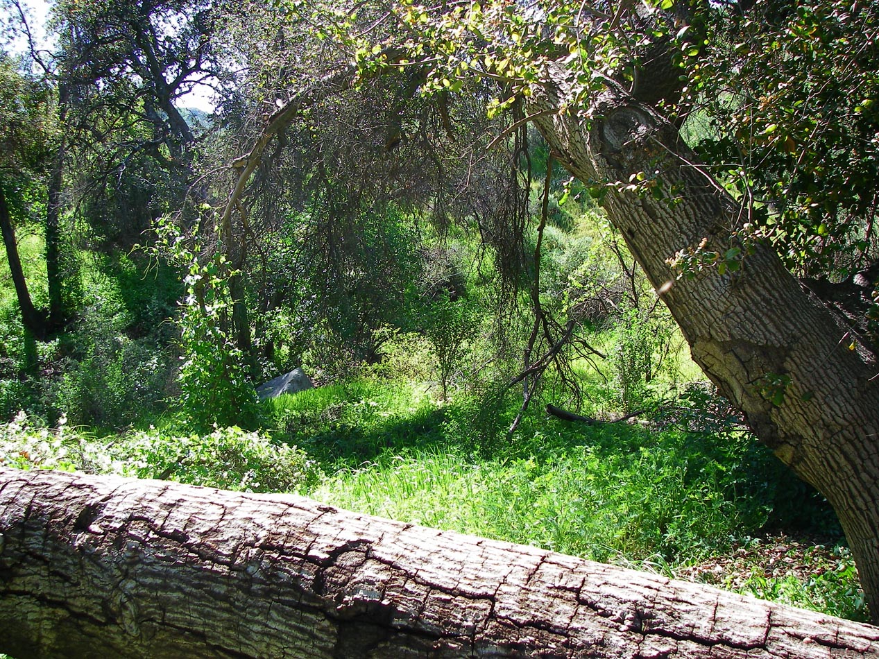 Grove of oaks on old Lake St., now part of Mt. Estelle preserve 3/17/2010