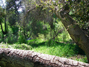 Grove of oaks on old Lake St., now part of Mt. Estelle preserve 3/17/2010