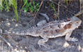 Horned lizard on the east slope of the Santa Ana Mountains along Indian Truck Trail, 4/27/2011