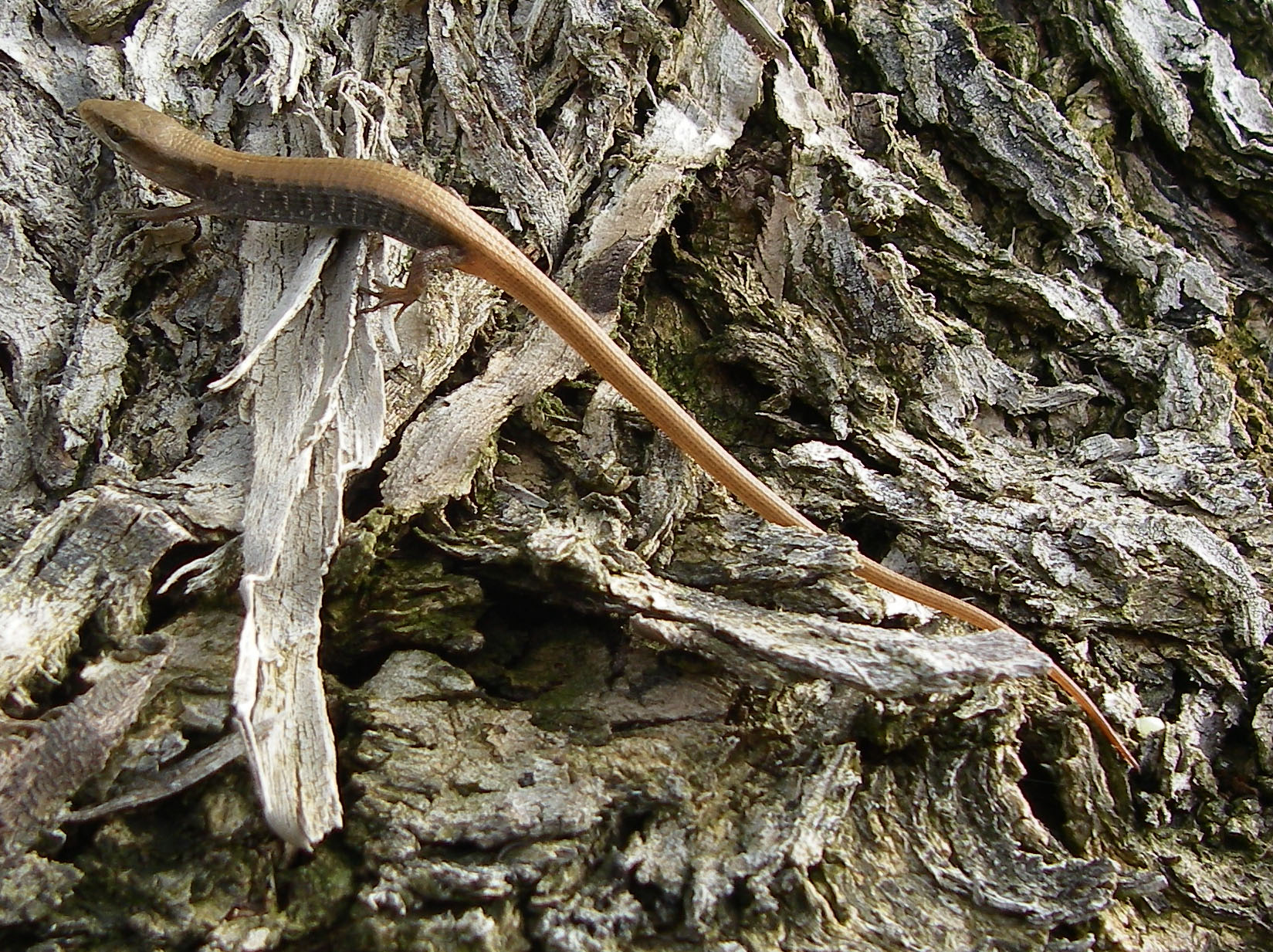Baby alligator lizard that makes my pepper tree its home 9/4/2011