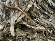 Baby alligator lizard that makes my pepper tree its home 9/4/2011