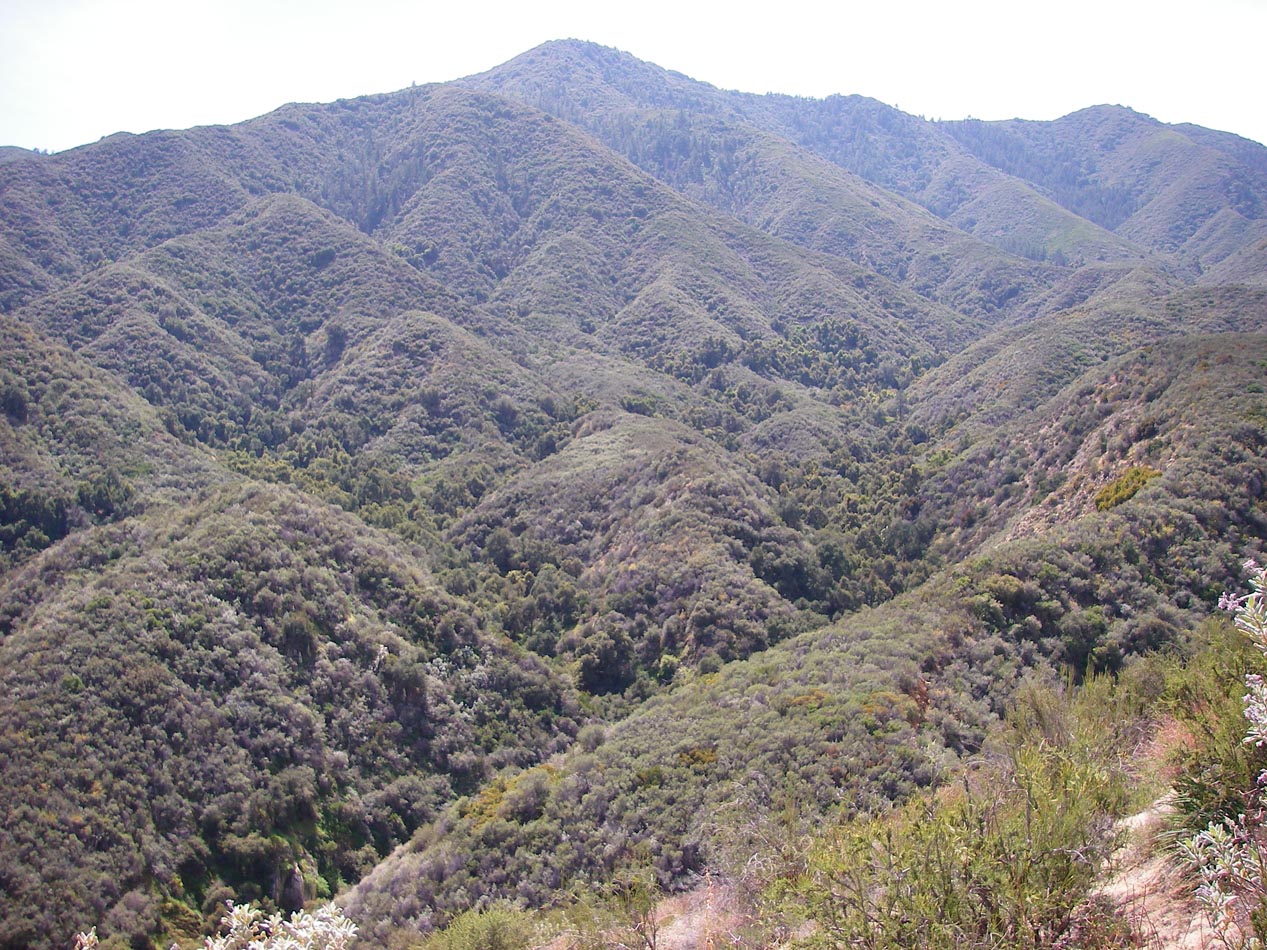 East slope of the Santa Ana Mountains along Indian Truck Trail 3/28/2012