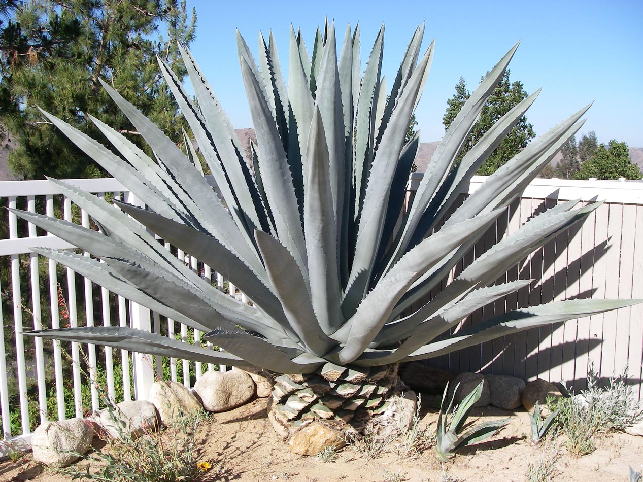I found this agave 11 years ago on the side of the road when it was about a foot tall 4/10/2012