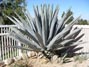 I found this agave 11 years ago on the side of the road when it was about a foot tall 4/10/2012