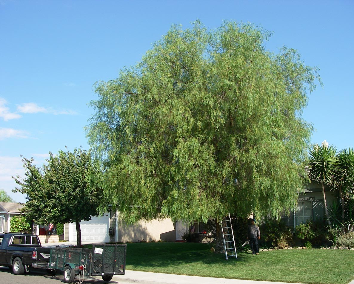 My Pepper Tree before being trimmed 9/10/2013
