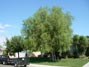 My Pepper Tree before being trimmed 9/10/2013
