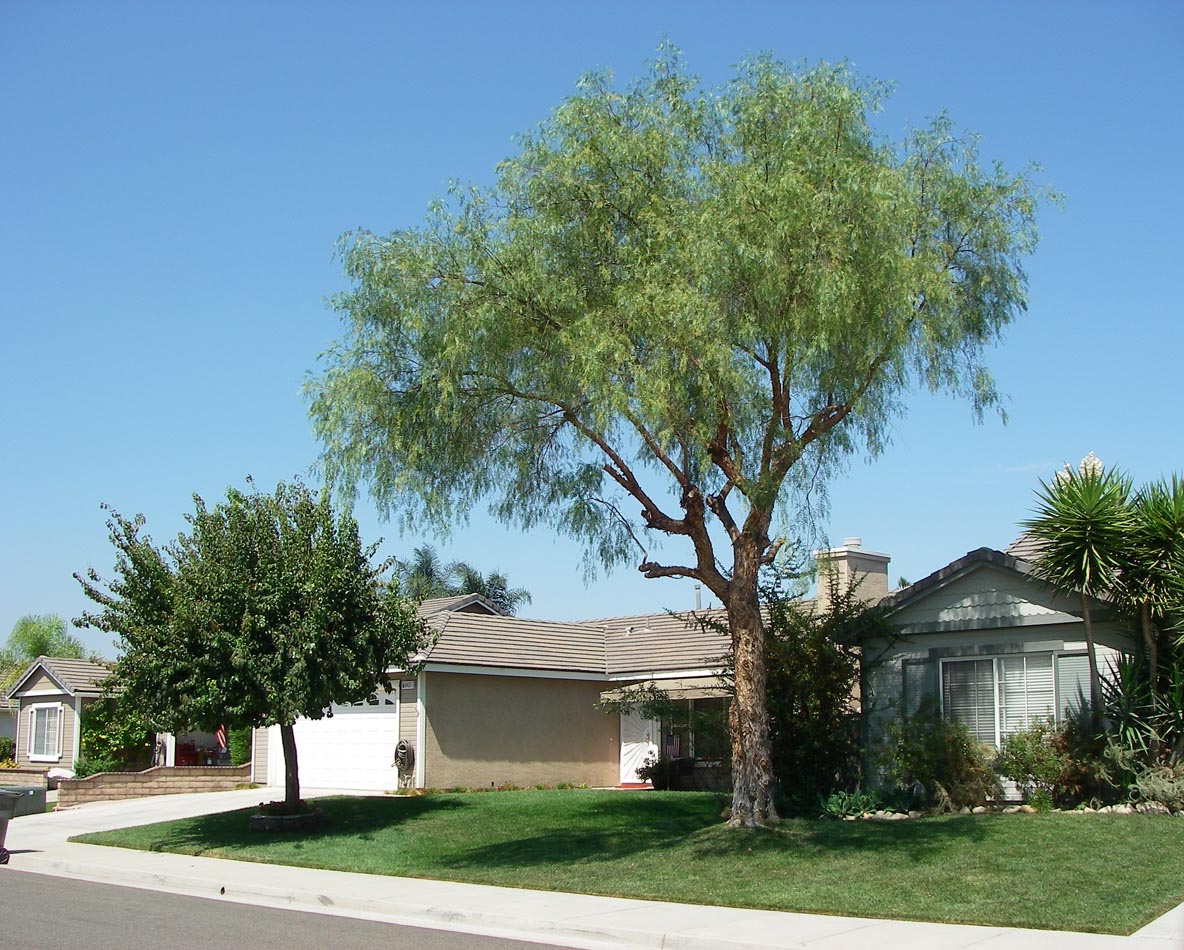My Pepper Tree trimmed 9/10/2013