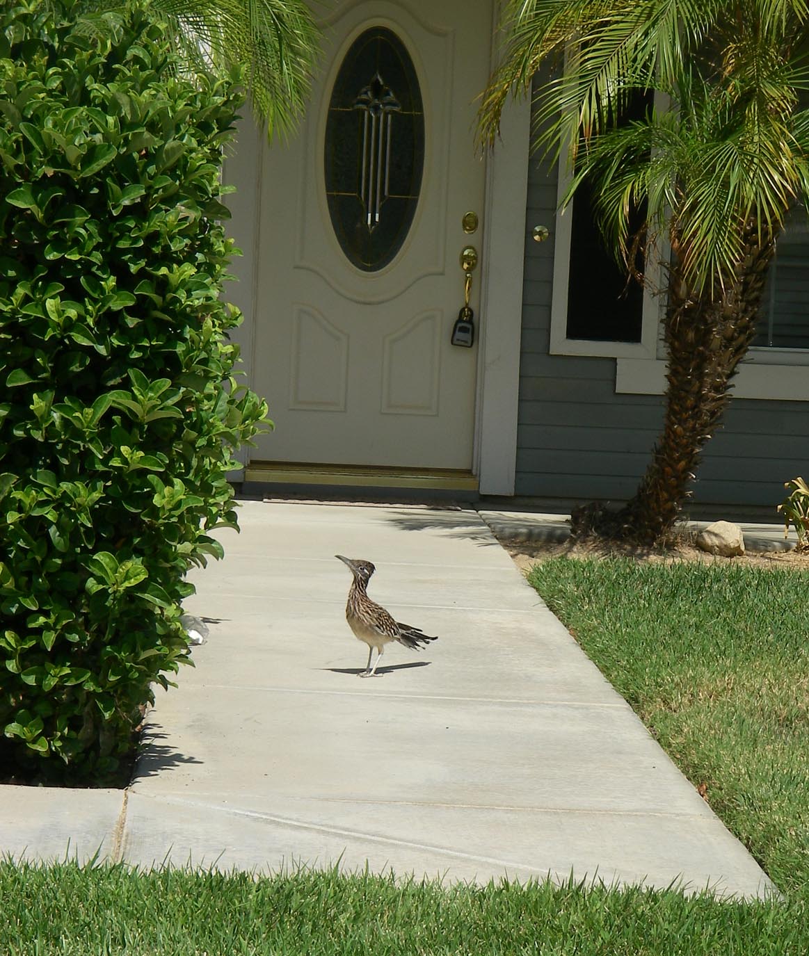 Road runner looking for lizards on my neighbor's walkway 9/21/2013
