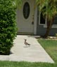 Road runner looking for lizards on my neighbor's walkway 9/21/2013